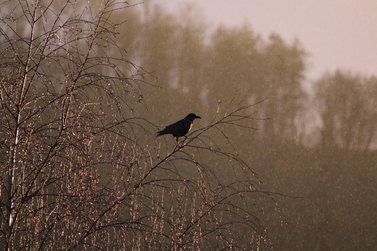 crow nest pirate ship silhouette